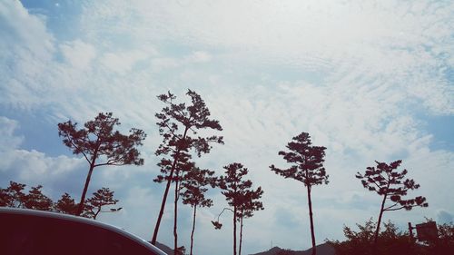 Low angle view of trees against sky