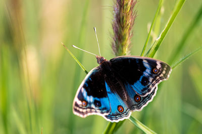 Close-up of butterfly on grass