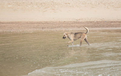 Dog standing in a water