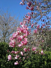 Low angle view of pink flowers