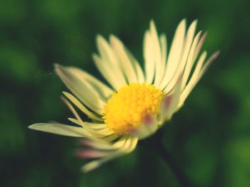 Close-up of yellow flower blooming outdoors