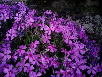 Close-up of purple flowers blooming outdoors