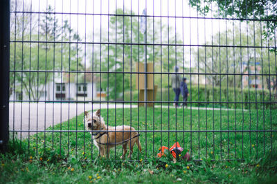 Dog in park