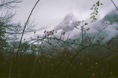 Plants by lake against sky