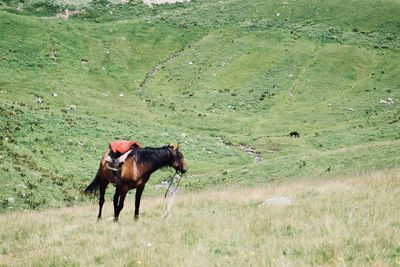 Horse standing in a field
