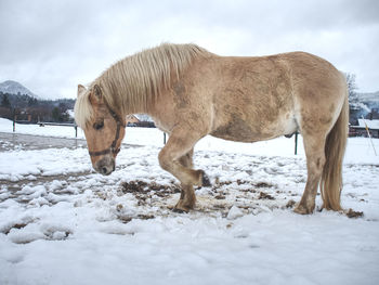 Horse standing on snow covered field
