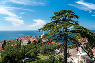 Trees and plants by sea against sky in city