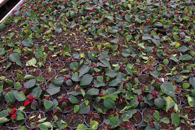 High angle view of plants