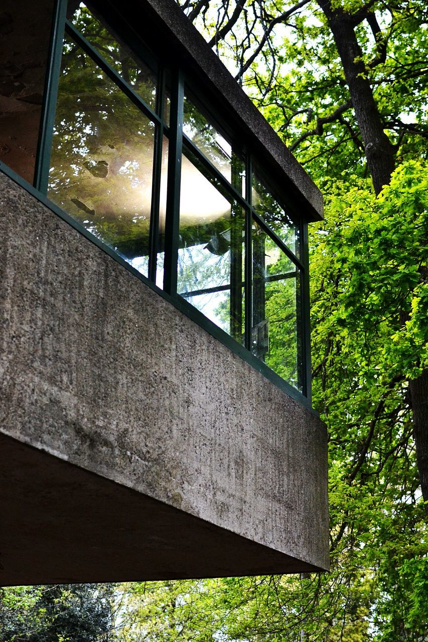 tree, window, glass - material, built structure, architecture, day, transparent, wood - material, indoors, no people, sky, low angle view, growth, house, plant, reflection, green color, sunlight, metal