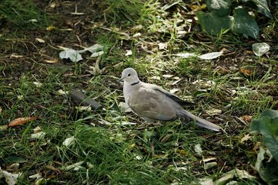 Close-up of bird perching on a land