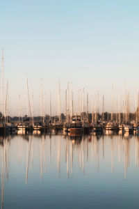 Sailboats in marina