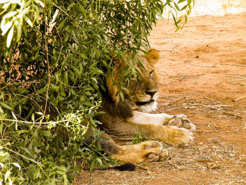 Cat relaxing on a tree