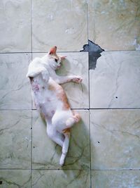 High angle view of white sitting on tiled floor