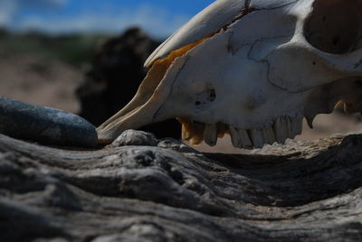 Close-up of animal skull