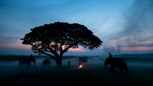 People riding elephants on land during sunset