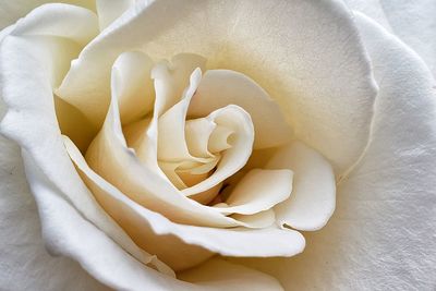 Close-up of white rose