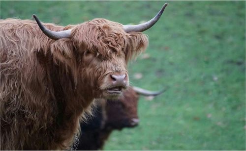 Close-up of an animal on field