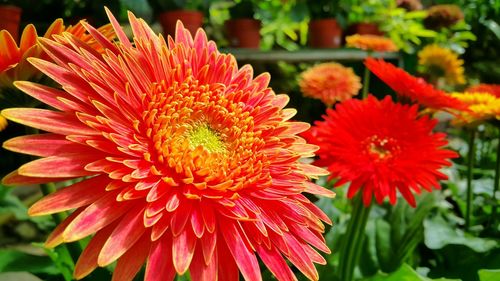 Close-up of red flower