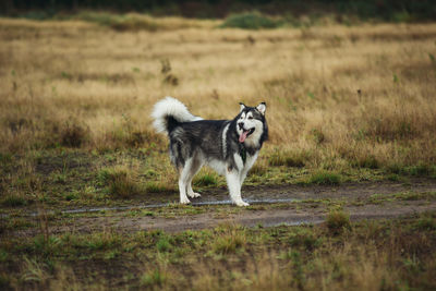 Portrait of a dog running on field