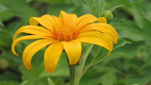 Close-up of yellow flower