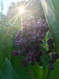 Close-up of flowers