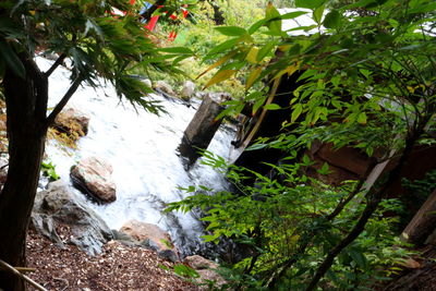 Plants and trees growing in forest