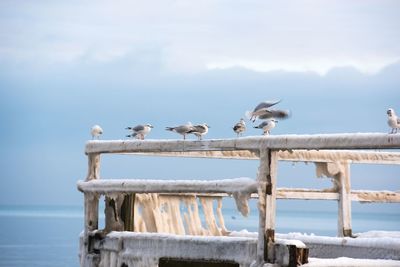 Seagulls perching on shore by sea against sky