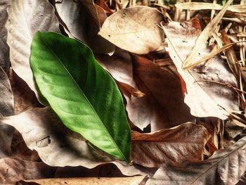 Close-up of dried leaves