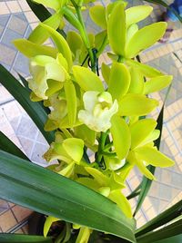 Close-up of fresh green plant