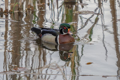 Duck swimming in lake