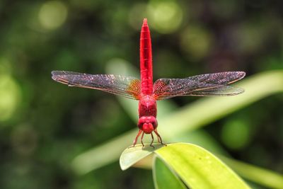 Close-up of dragonfly on flower