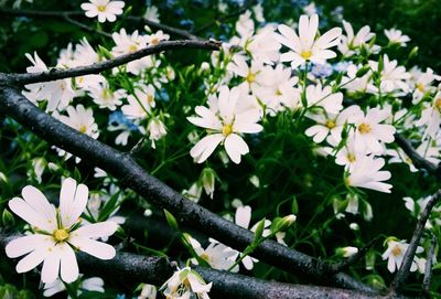 Close-up of white flowers