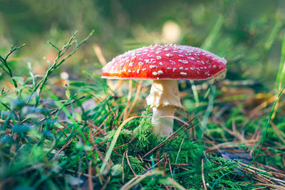 fungus