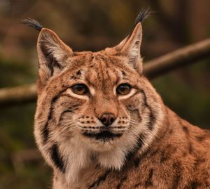 Close-up portrait of lion