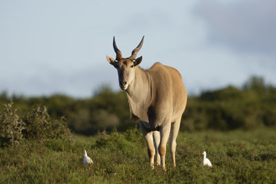 Animal standing on field