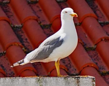 Close-up of seagull perching on a wall
