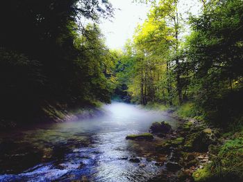 Scenic view of waterfall in forest