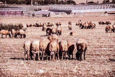 Flock of sheep grazing in grass