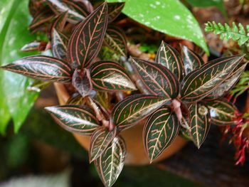 Close-up of dried leaves