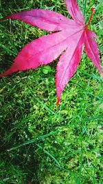 High angle view of leaves on field