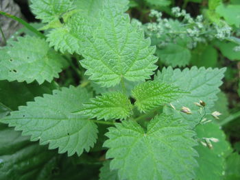 Close-up of green leaves on plant