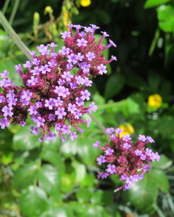 Close-up of purple flowers