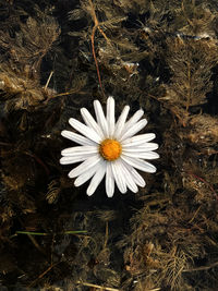 High angle view of white flower blooming outdoors