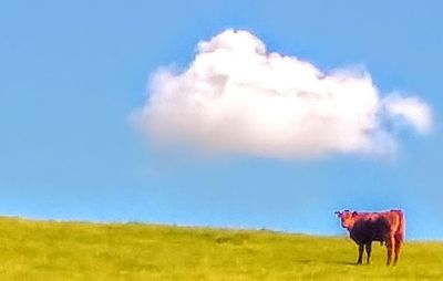 Horse on field against sky