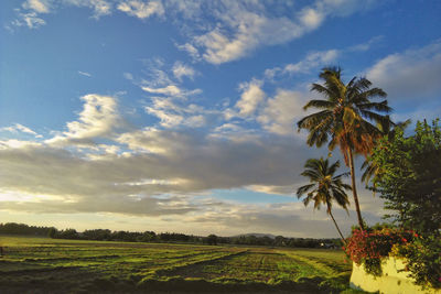 Scenic view of agricultural field against sky