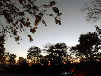 Low angle view of silhouette trees against sky