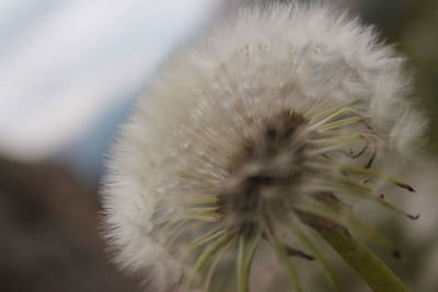 Close-up of dandelion flower against blurred background