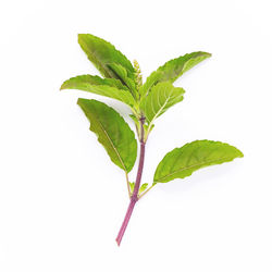 Close-up of leaves against white background