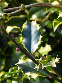 Close-up of fresh green tree