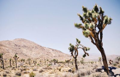 Trees in desert against clear sky on sunny day